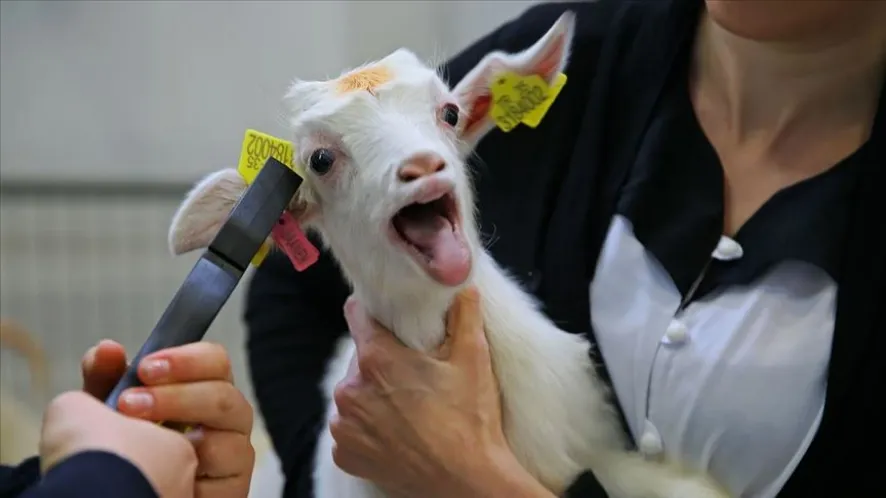 Küpe ve Kayıt İşlemleri