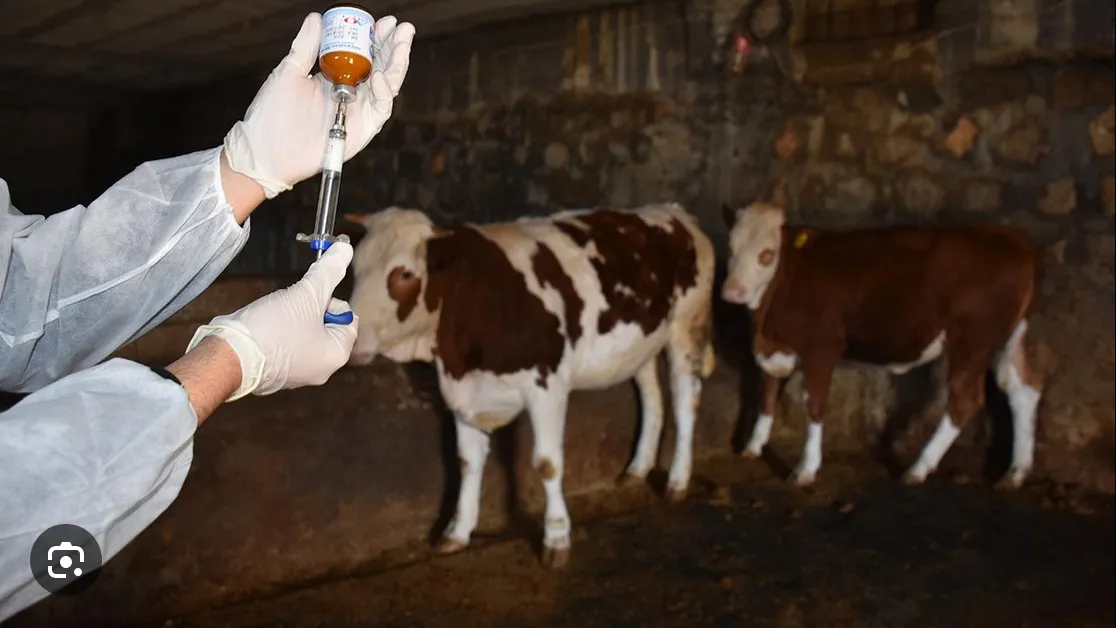 Aşılama Hizmetleri